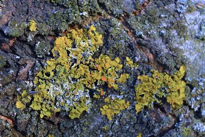 Close-up of lichen on tree trunk