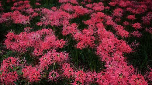 Close-up of pink flowers blooming in garden