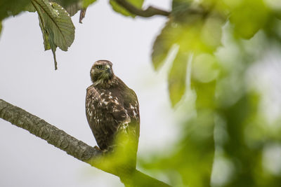 Low angle view of eagle perching on branch