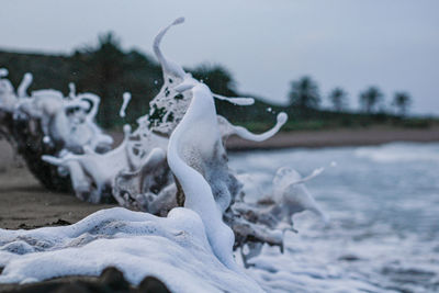 Close-up of animal skull on snow covered land