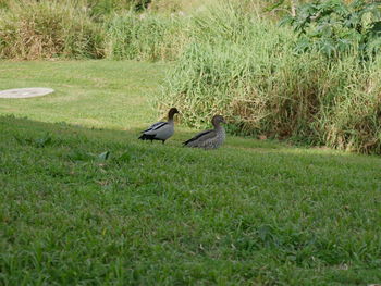 Side view of a bird on grass