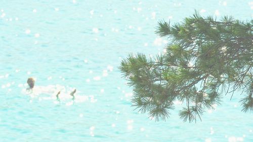 Close-up of swimming in sea against sky