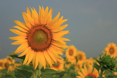 Close-up of sunflower on field against sky