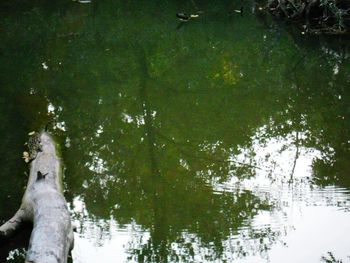 Reflection of trees in lake