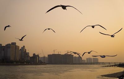 Seagulls flying over sea against sky during sunset