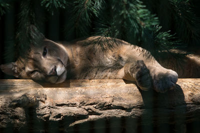 Cat resting on rock in zoo