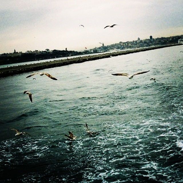 bird, flying, animal themes, animals in the wild, wildlife, water, sea, seagull, spread wings, flock of birds, mid-air, waterfront, medium group of animals, nature, sky, beauty in nature, scenics, tranquil scene, outdoors