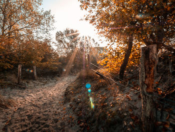 Trees in forest during autumn