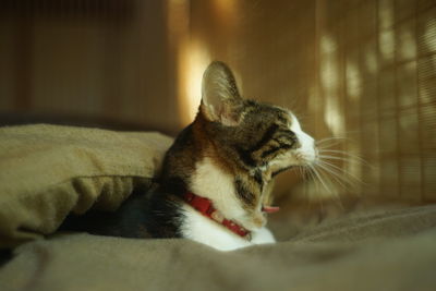 Close-up of a cat looking away