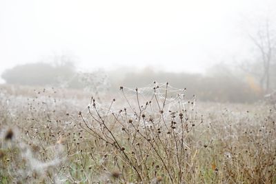 Close-up of plants on field during winter