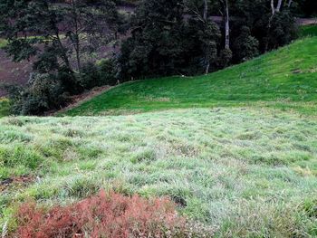 Scenic view of trees growing on field