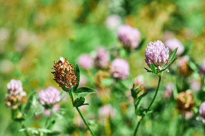 Close-up of honey bee on pink flowering plant