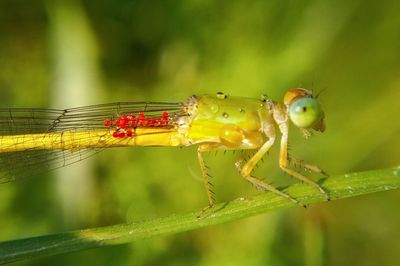 Close-up of dragonfly on leaf