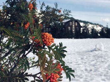 Close-up of fruit tree in winter