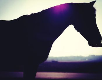 Side view of silhouette horse against mountain during sunset
