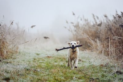 Dog running against autumn landscape in fog. cute labrador retriever carrying stick in mouth.