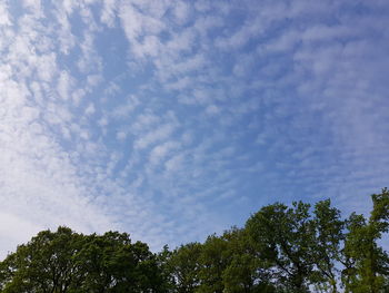 Low angle view of trees against sky