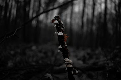 Close-up of stuffed toy on field in forest