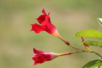 Close-up of red rose flower