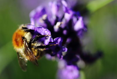 Close-up of bee pollinating on flower