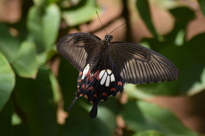 Close-up of butterfly pollinating flower