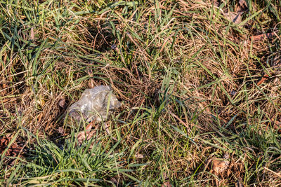 High angle view of snake on field