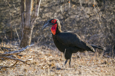 Bird standing on field