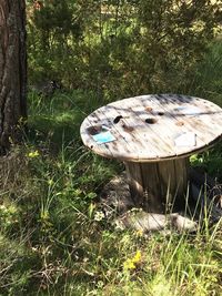 Mushrooms in a field