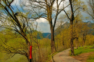 Bare trees in forest during autumn