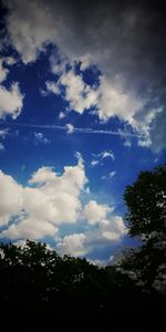 Low angle view of trees against blue sky