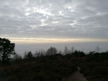 Scenic view of trees against sky during sunset