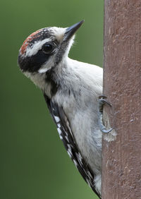 Close-up of bird perching on tree trunk