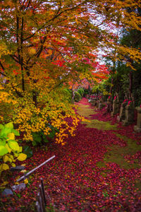 Autumn trees and plants in park