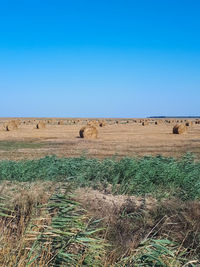 Scenic view of field against clear blue sky