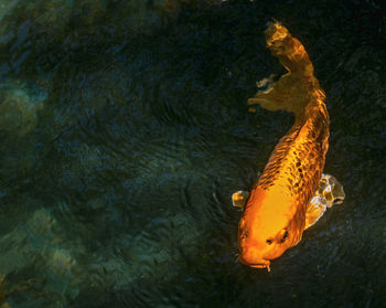 High angle view of fish swimming in sea