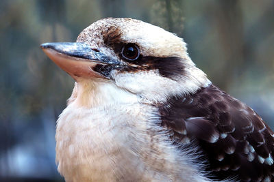 Close-up view of a bird