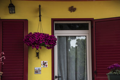 Flower pots on window of building
