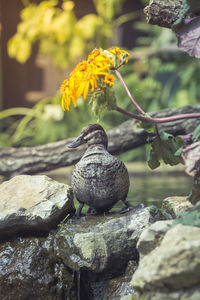 Close-up of bird perching on rock