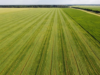 Scenic view of agricultural field