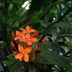 Close-up of orange flower