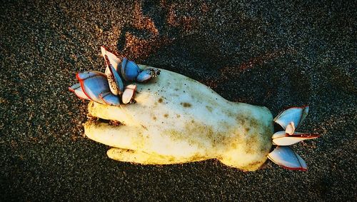 High angle view of crab on beach