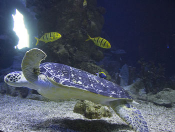 Close-up of fish swimming in aquarium