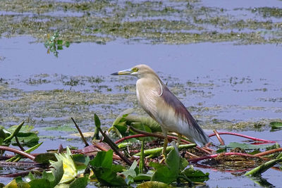 High angle view of gray heron perching on lake