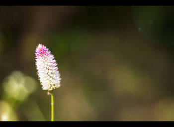 Close-up of flowers blooming outdoors