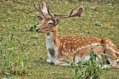 Deer relaxing on field