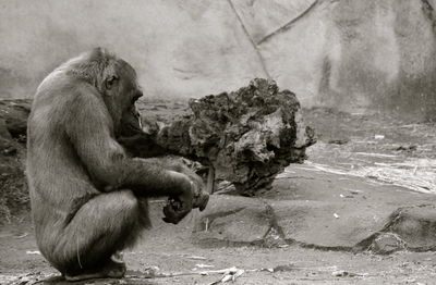 Monkey sitting on stone wall