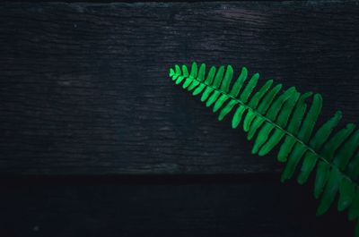 Close-up of fern against wall