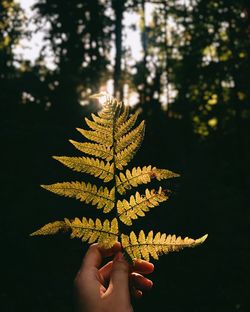 Close-up of hand holding plant leaf