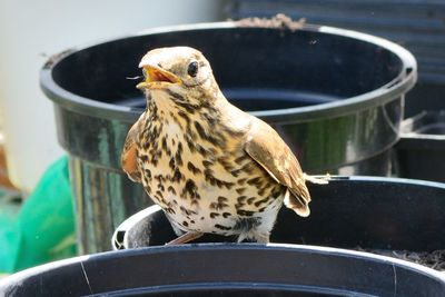 Close-up of bird with mouth open