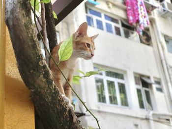 Low angle view of a cat looking away